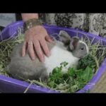What Are Some Signs That a Momma Rabbit Is Feeding Her Newborns? : Rabbit Care