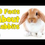 10 Facts About Rabbits