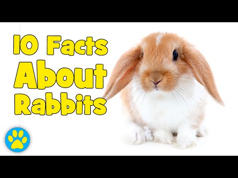 10 Facts About Rabbits