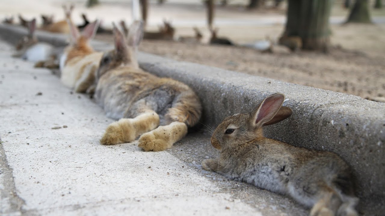 Thousands of Bunnies Chillin' on Japan's Rabbit Island