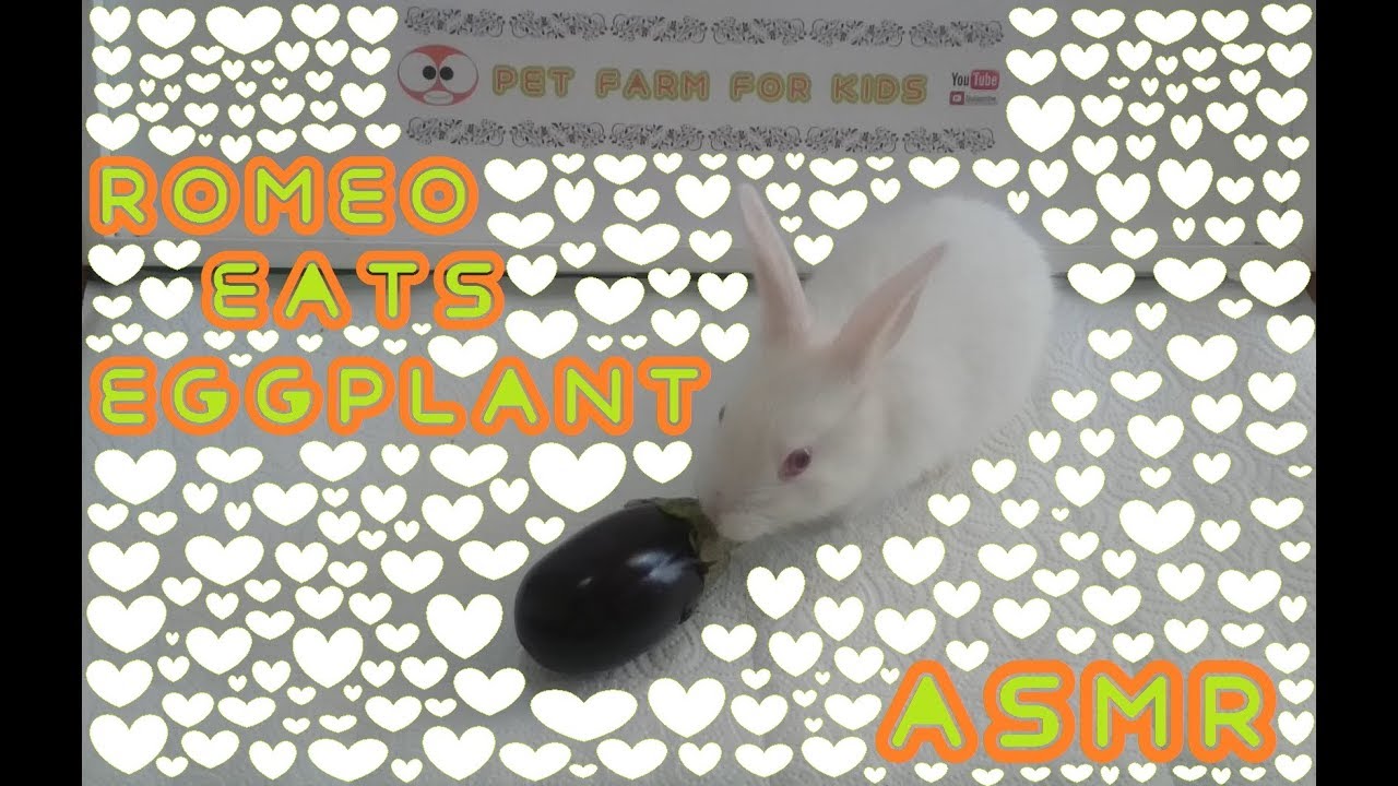 RABBİT EATS EGGPLANT ASMR & Rabbit ROMEO