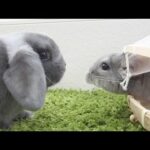 Bunny vs Chinchilla
