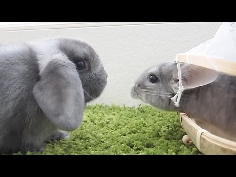 Bunny vs Chinchilla