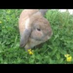 CUTE bunny complacation videos and pics