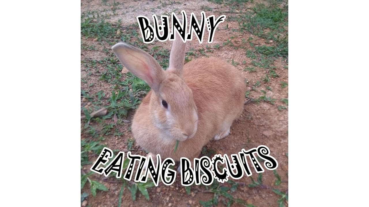Cute bunny eating biscuits