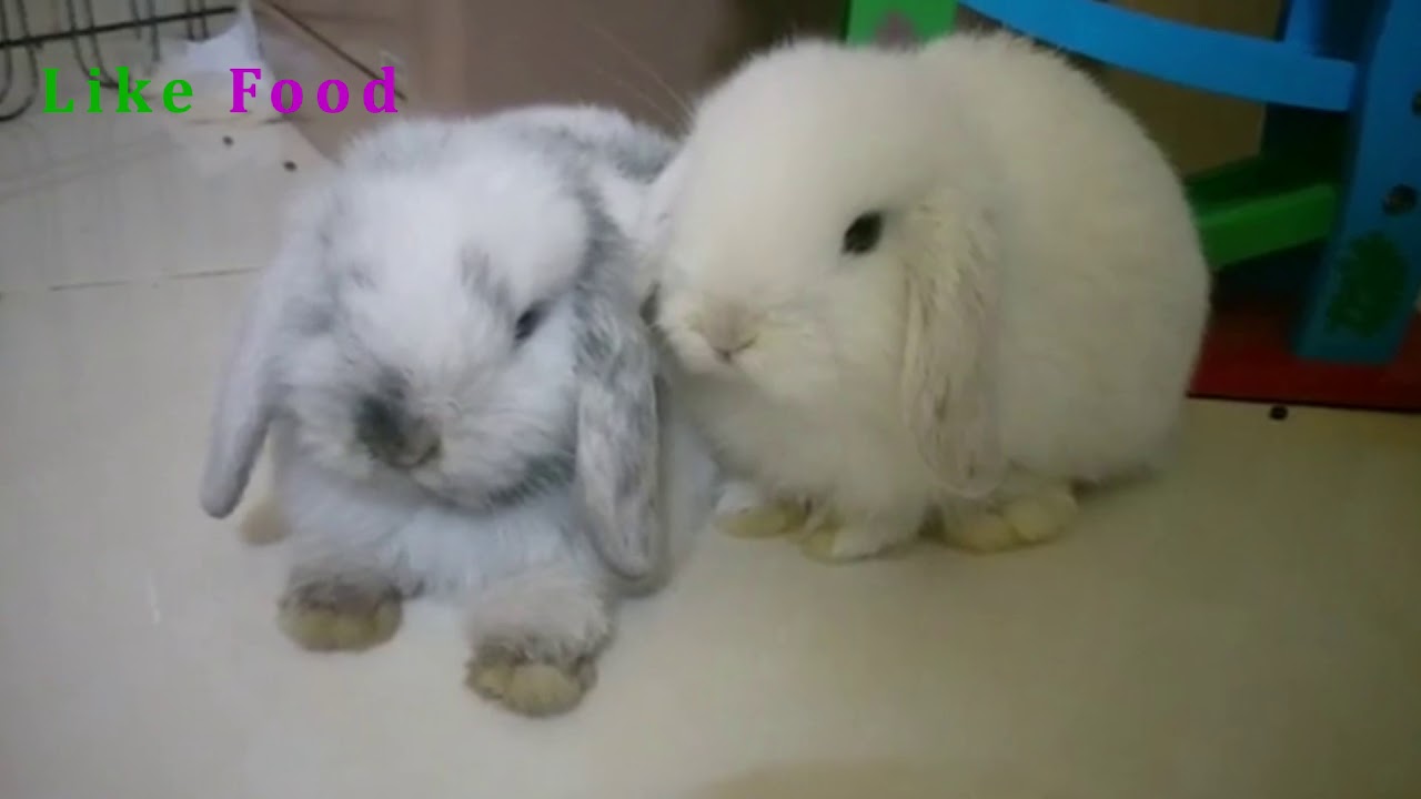 Rabbit - A Comdy And Cute Bunny Videos