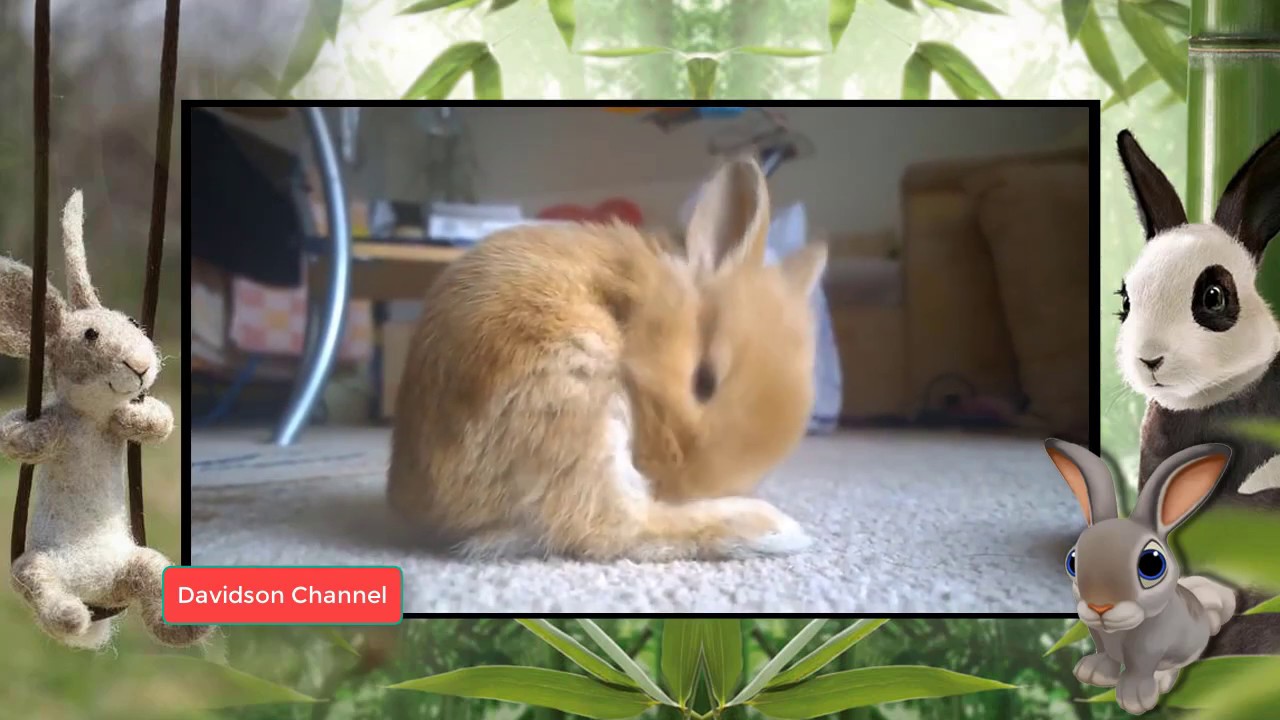 Rabbit - A Funny And Cute Bunny Videos Compilation || NEW HD, Funny Animals