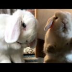 A Funny And Cute Bunny Videos Compilation