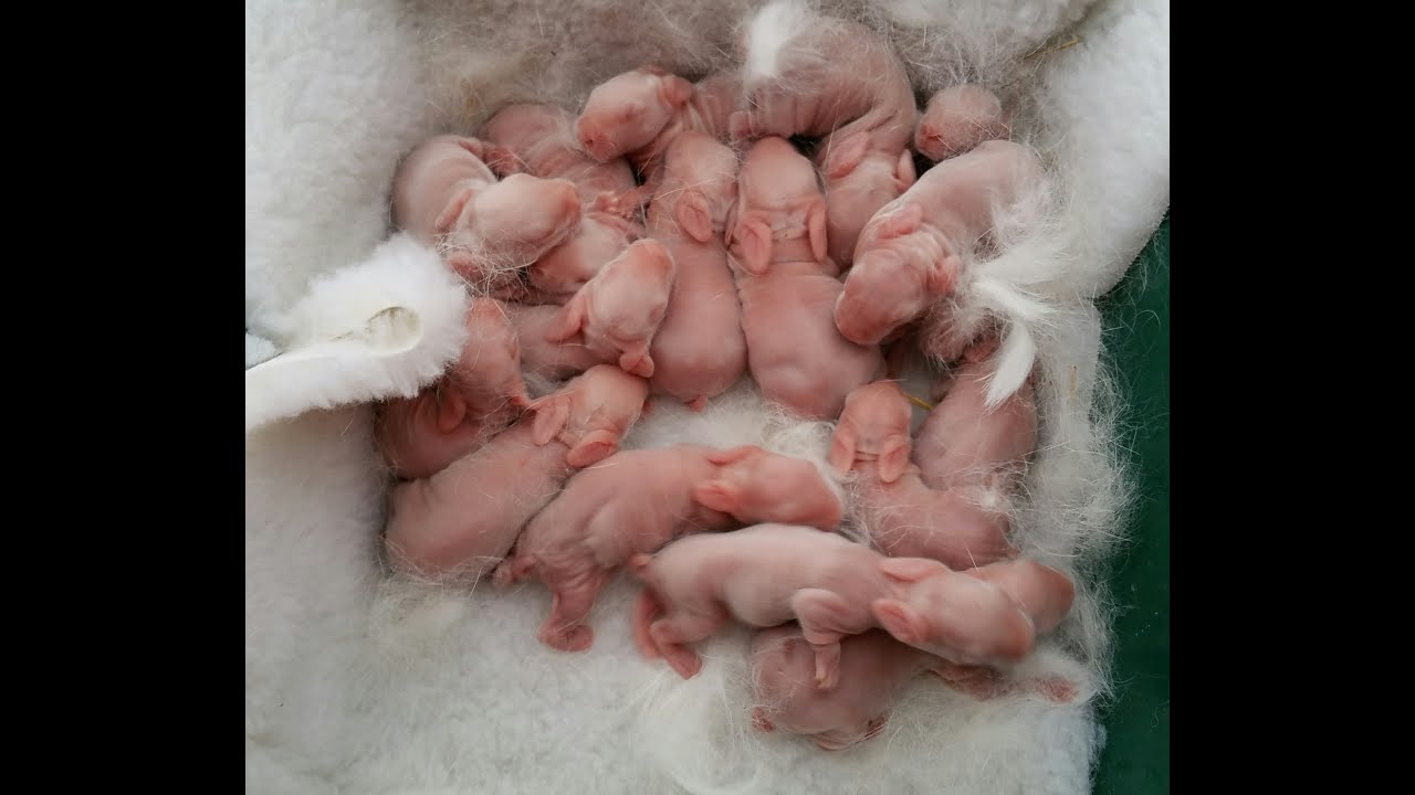 Wow!  Rabbit gives birth to 18 baby bunnies/conejitos bebé/宝贝兔子