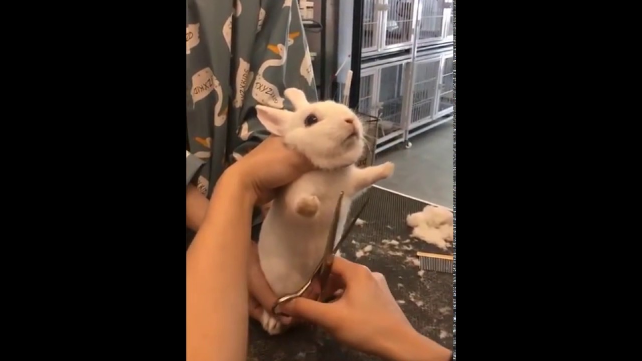 Cute Bunny Is Not Happy to Get a Haircut