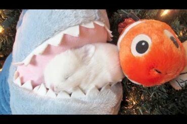 Baby Bunny Eaten by Shark!