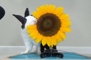 Rabbit eating sunflower ASMR