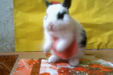 conejito  bebe  comiendo  y  jugando  con  su  carrito/conejitos  bebes /cute baby bunny