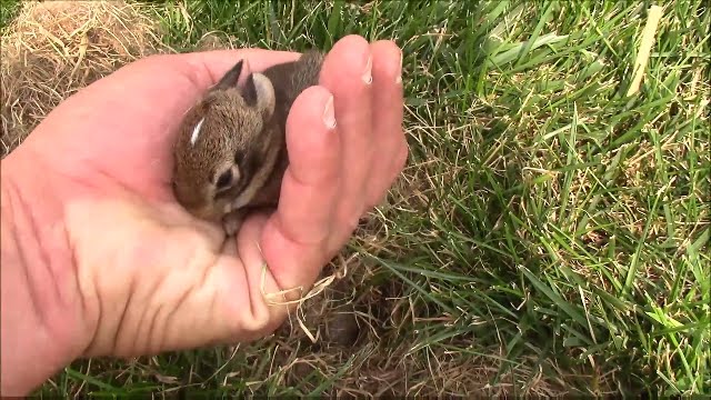Wild Baby Rabbits in the Yard at the Office
