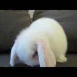 Cute bunny_new tiktok video