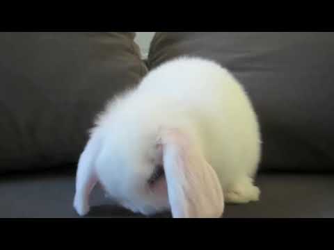 Cute bunny_new tiktok video