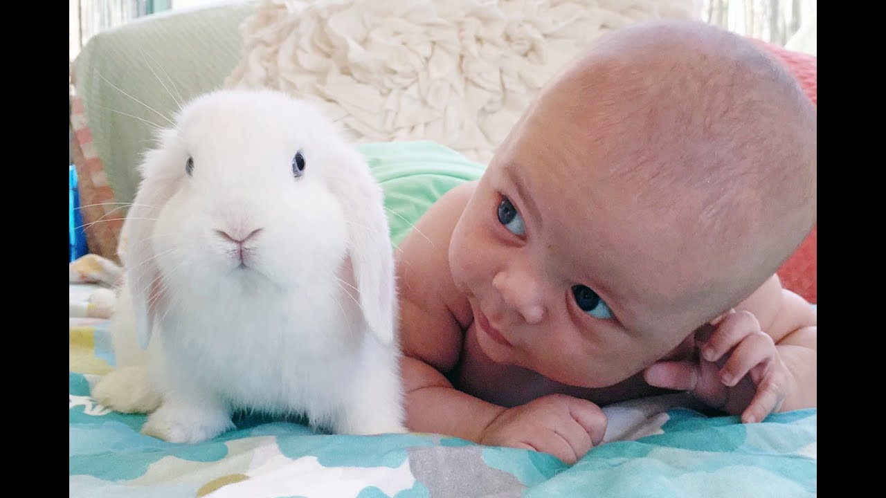 Cute Friendship Babies and Rabbits -  Baby and Bunny Rabbit playing together Compilation