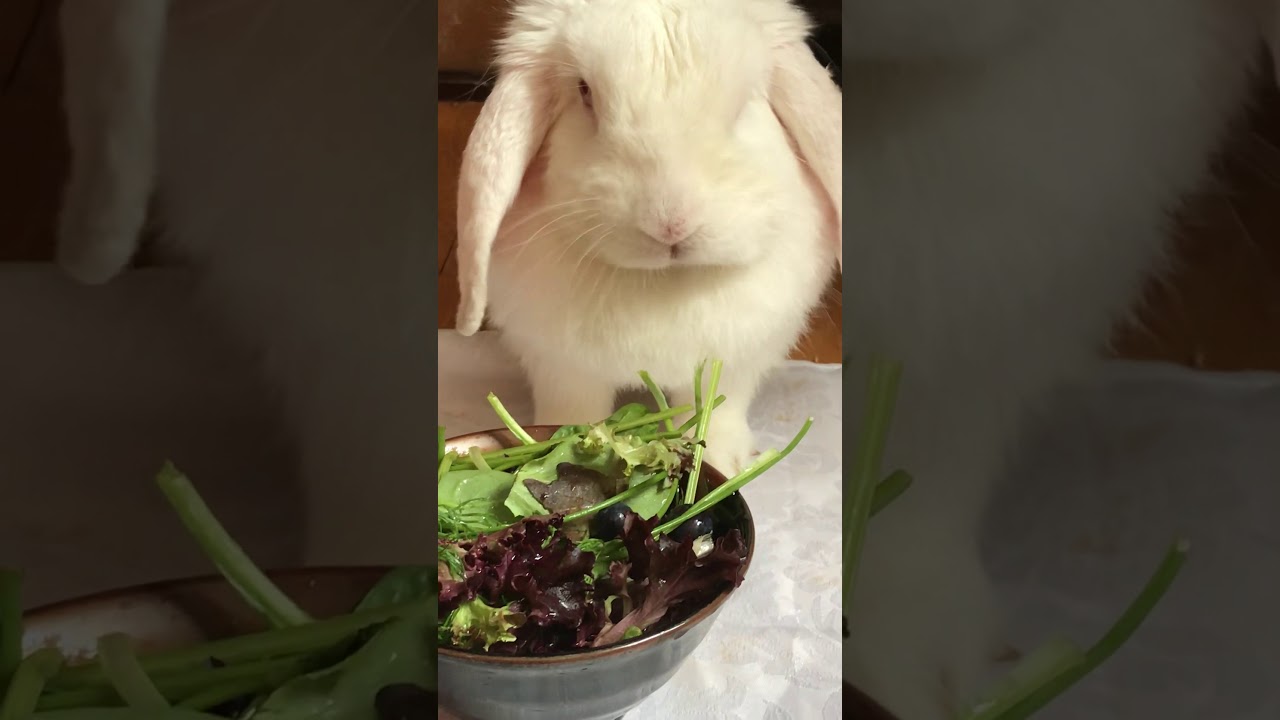 My Bunny Eats Salad (Cute)