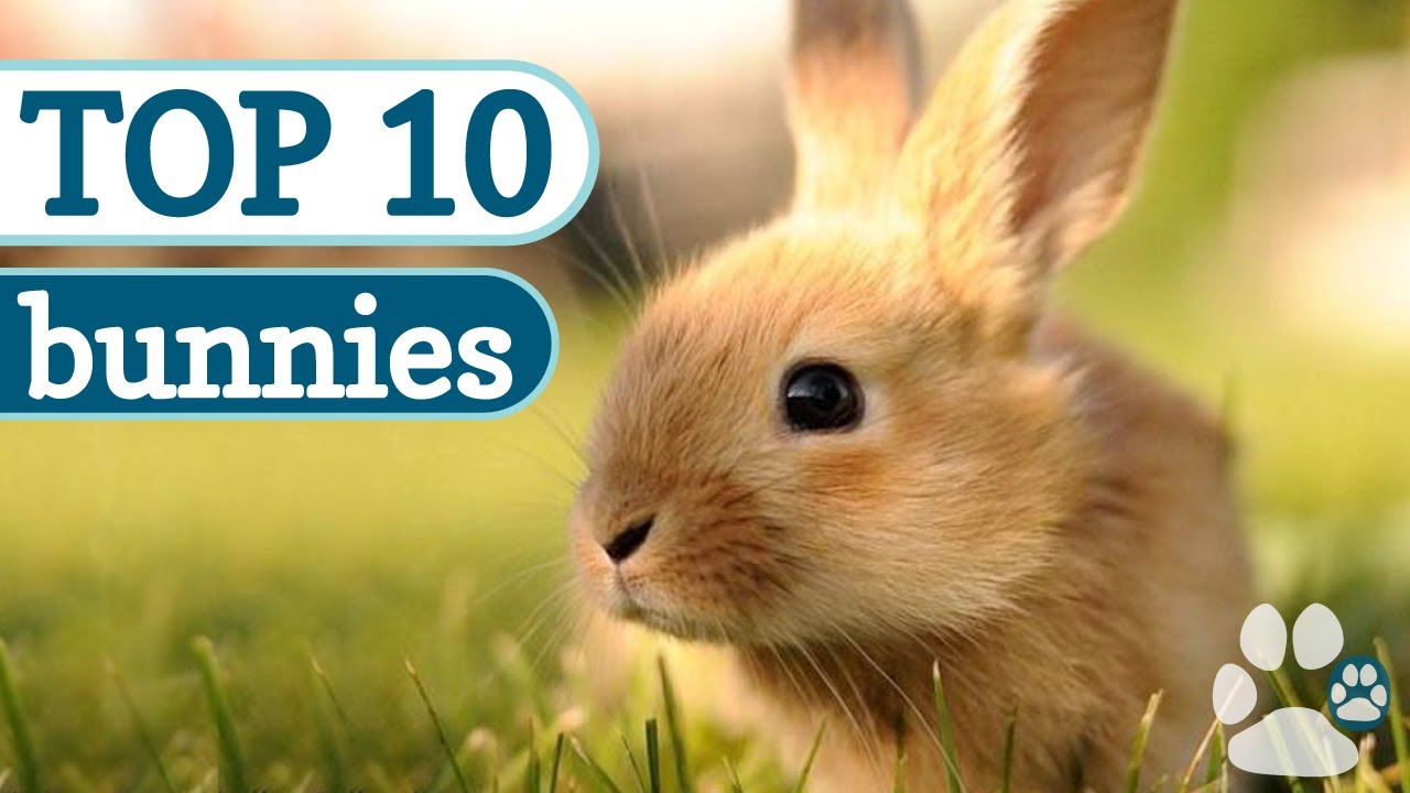 Top 10 Cutest Bunnies