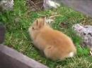 Cute Baby Rabbit