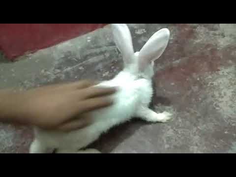 bunny cute rabbit care | how to care rabbit