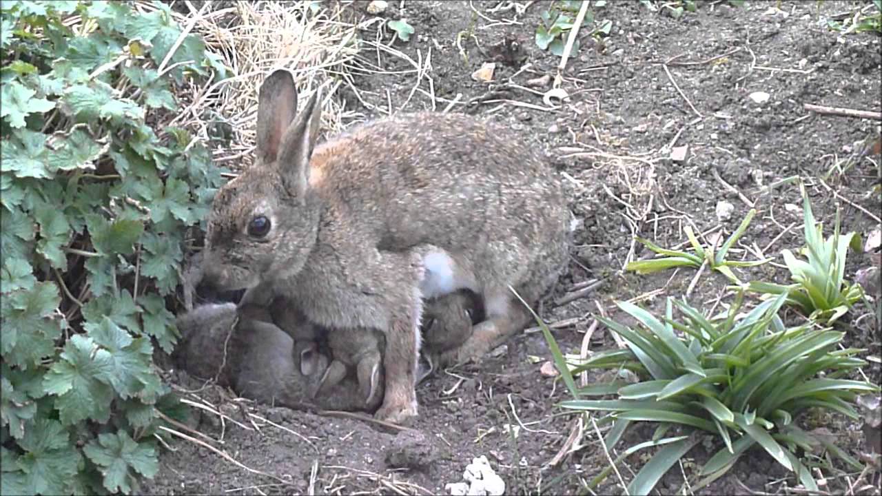 Wild baby rabbit feeding time