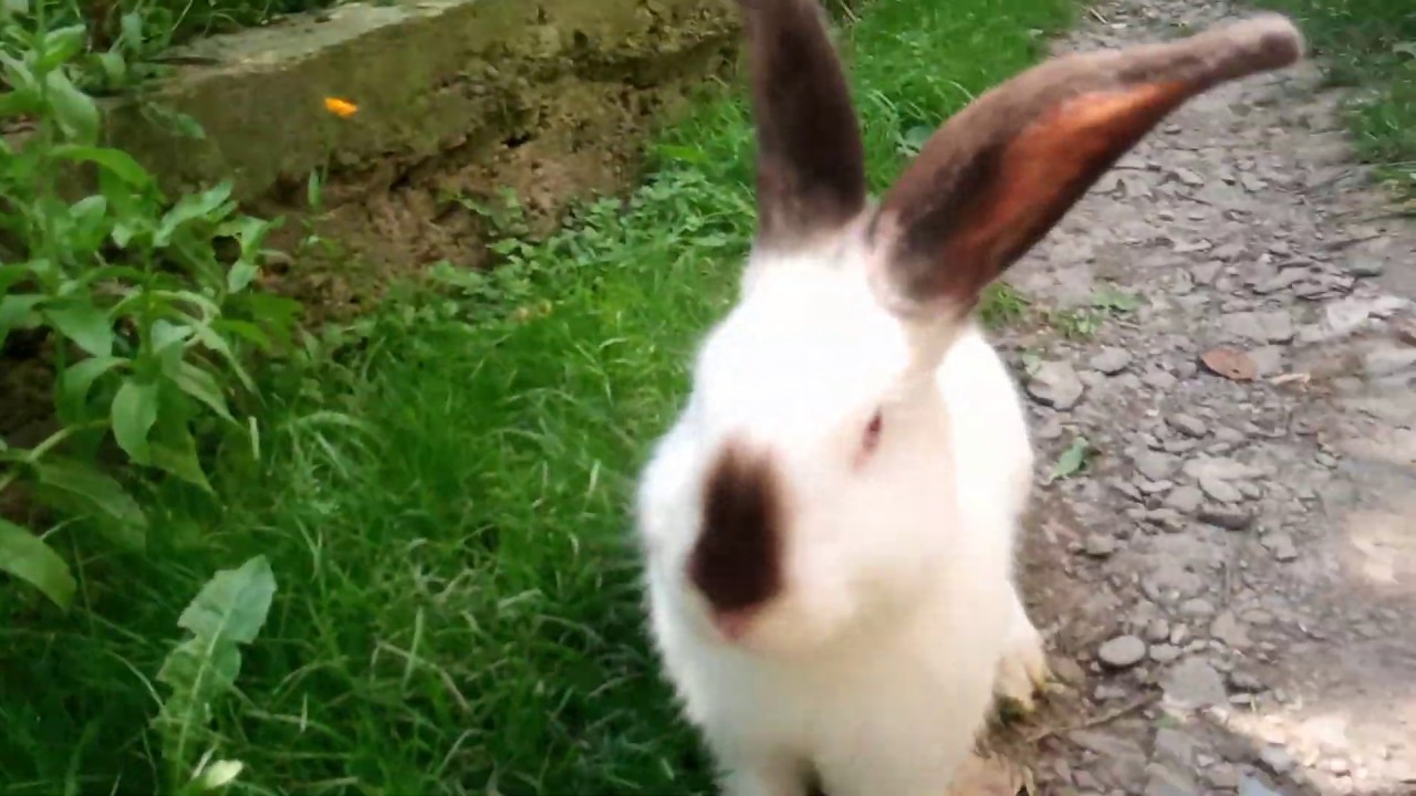 Funny Rabbit Videos cute 2019 | Funny Pet Videos #ep 1