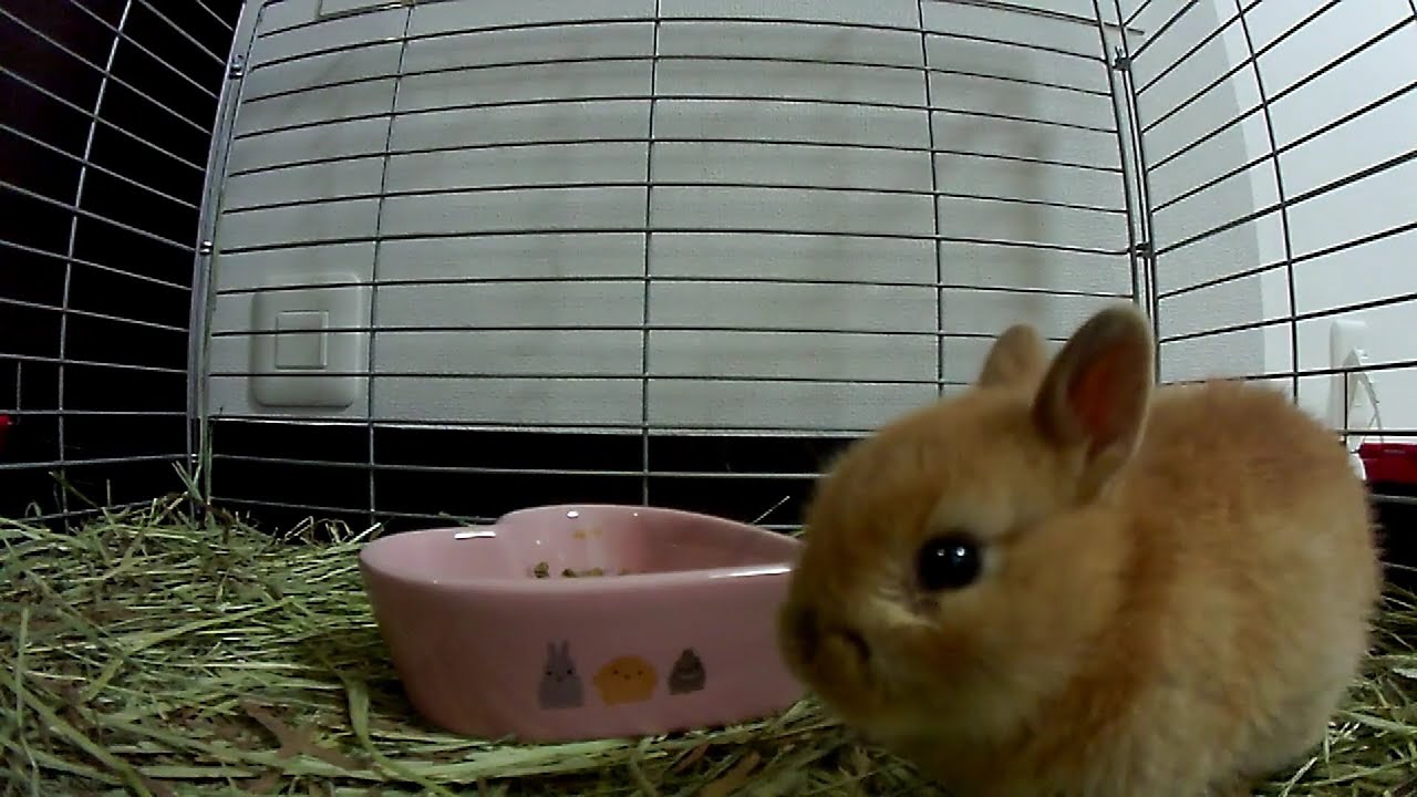 Wake up!!　Big Yawning Baby Bunny Rabbit・Cute Netherland Dwarf