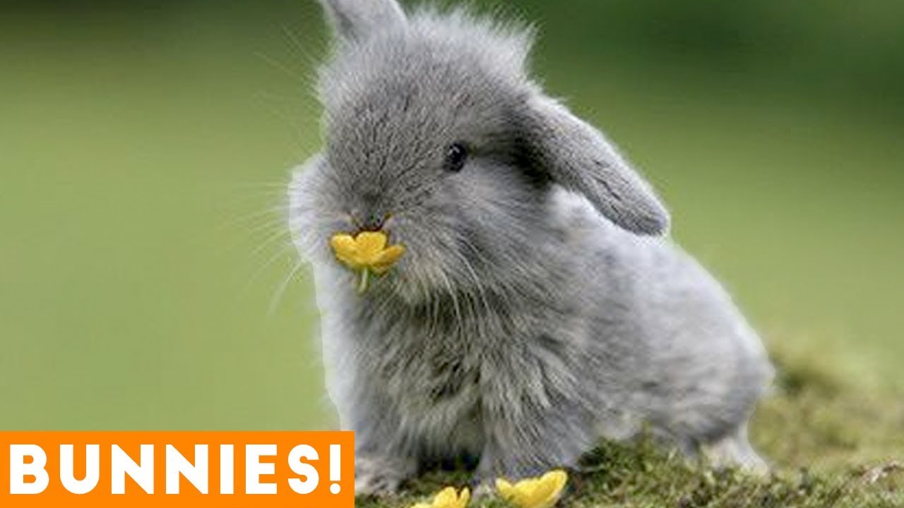 Funniest Rabbit Videos Weekly Compilation 2018 | Funny Pet Videos