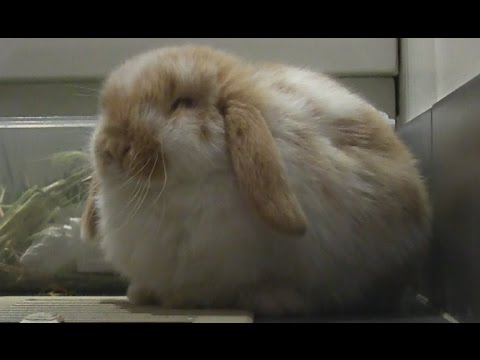 Cute Baby Rabbit Loves Heating Vent