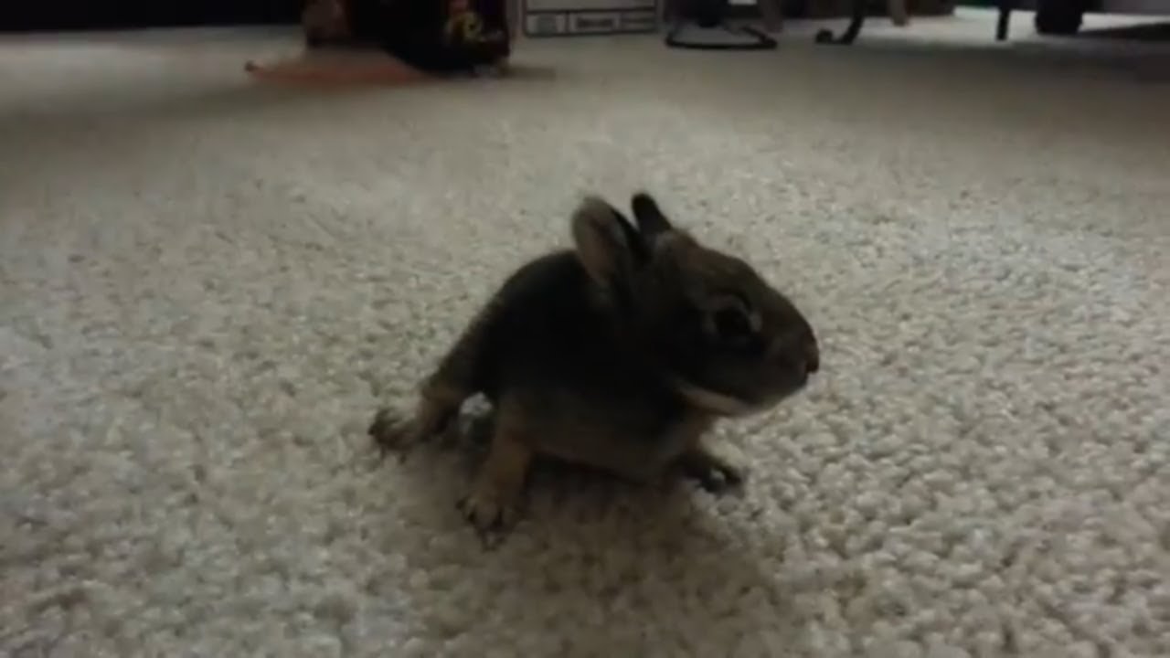 Cute Baby bunny rabbit hopping around