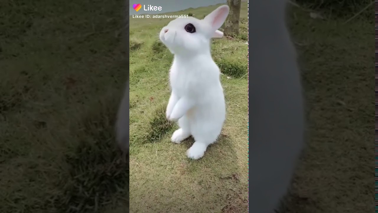 Cute rabbit {video status}