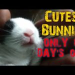 Rabbit give Birth At Home |Funny Baby Bunny Rabbit Videos Compilation-Cute Rabbits
