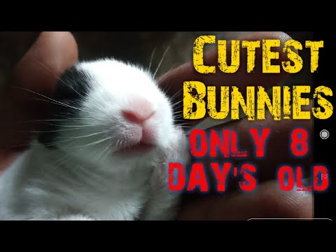 Rabbit give Birth At Home |Funny Baby Bunny Rabbit Videos Compilation-Cute Rabbits
