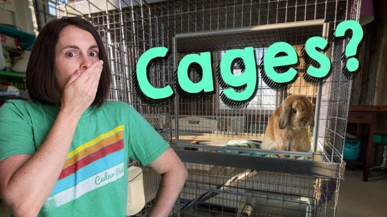 Rabbit Shaming: Should Bunnies be in Cages?
