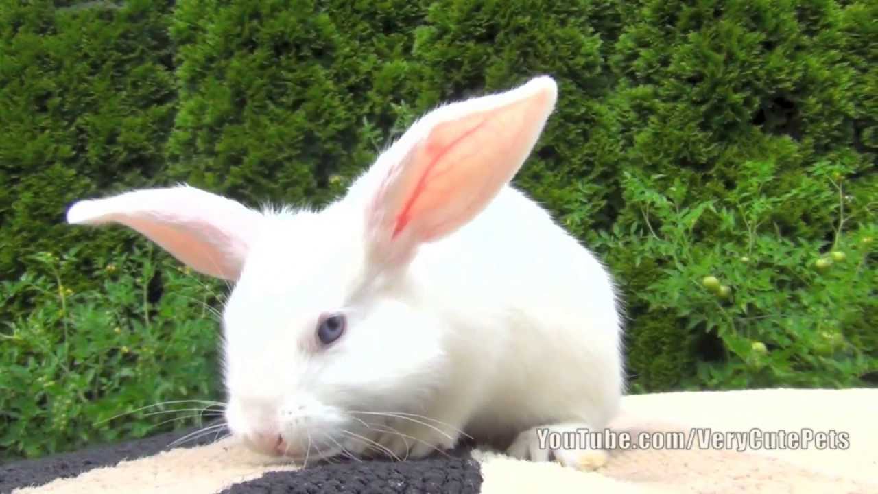 White Baby Bunny with Blue Eyes - Very Cute Baby Bunny Pet