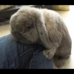 Cute rabbit breeding to the knee