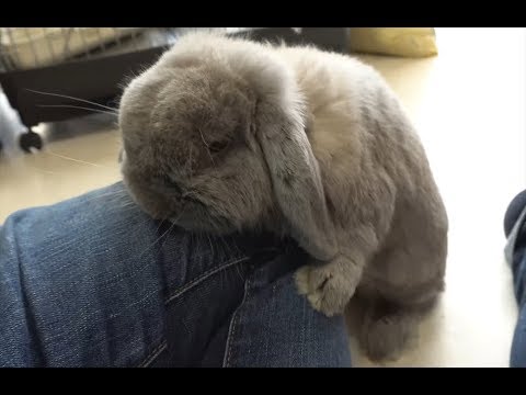 Cute rabbit breeding to the knee