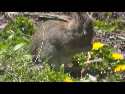 A Cute Baby Bunny Rabbit *Devours* Eats Dandelion Flowers.