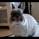 Cute Bunny Rabbit Behaviors