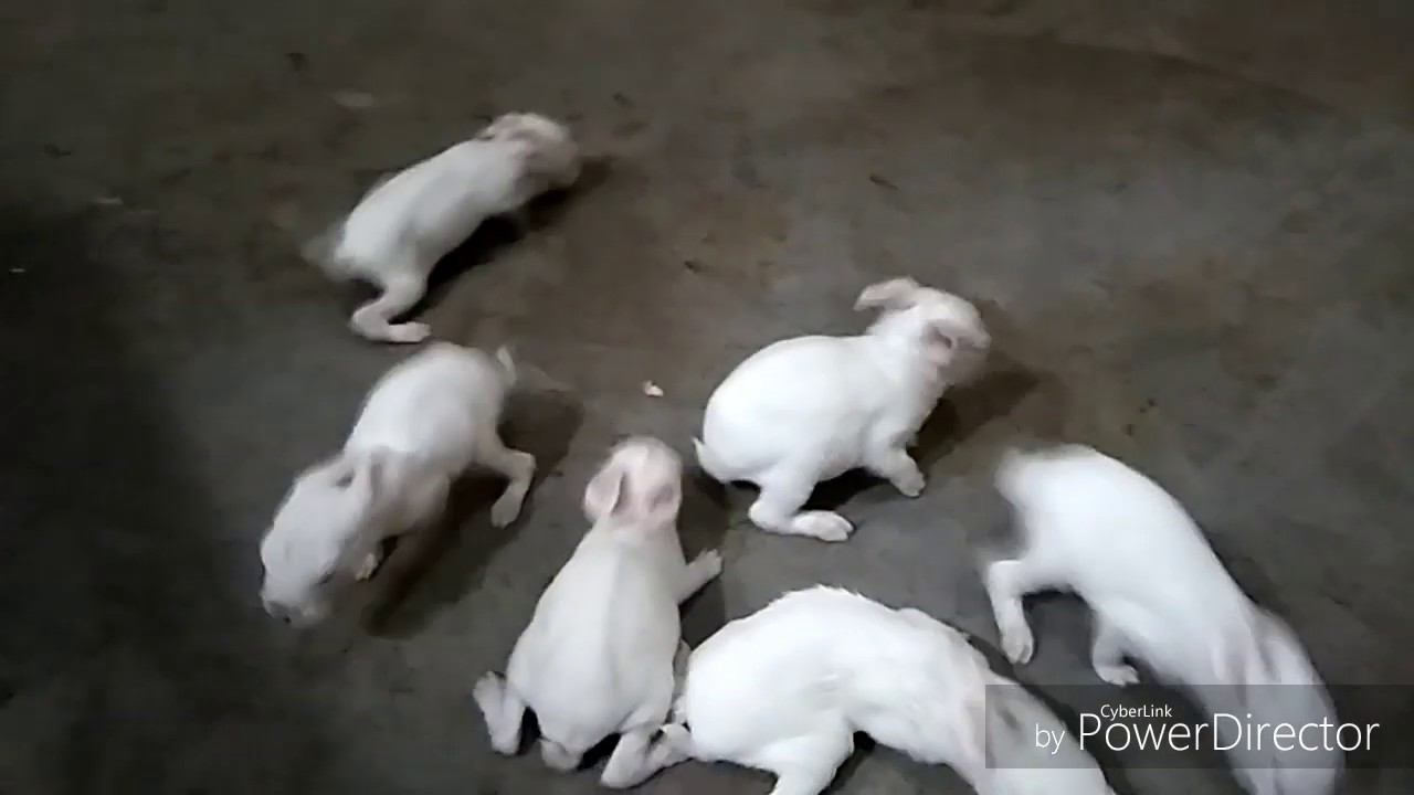 The beautiful moment of Cute baby Rabbit🐇🐇🐇🐇🐇🐇