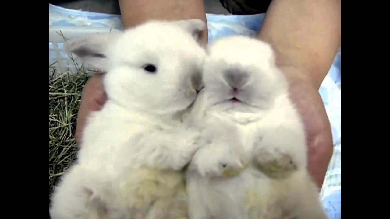 Cute White Baby Bunnies Cleaning Little Paws