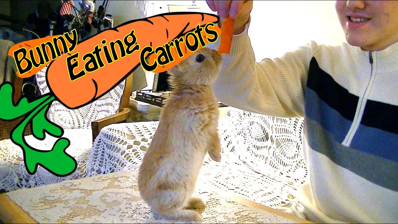 Cute Bunny Eating Carrots!