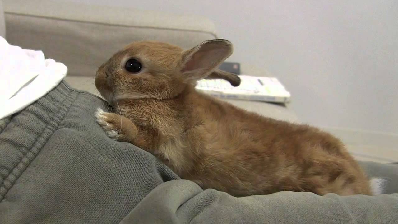 Cute Bunny Rabbit Want to Massage!! Pt.2 Netherland Dwarf
