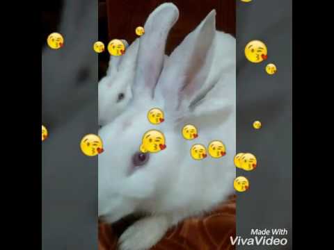 Rabbits singing a song!!| cute shot |Baby bunnies