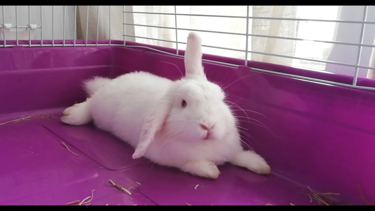 Conejo perezoso por la mañana, Cute bunny! 🐇