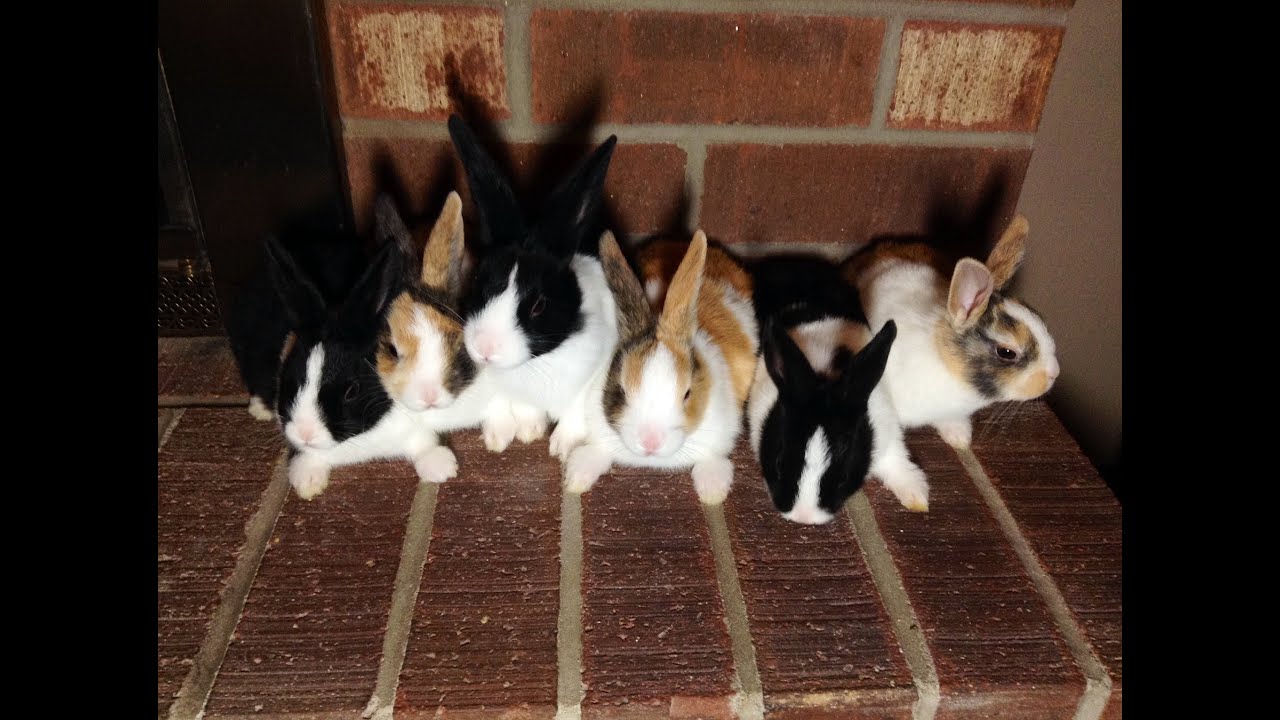 Baby Rabbit Kits! Day 1-36