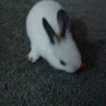 Baby Bunny Eating Baby Carrot