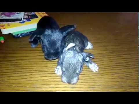 Baby bunnies doing the cutest things, EVER!