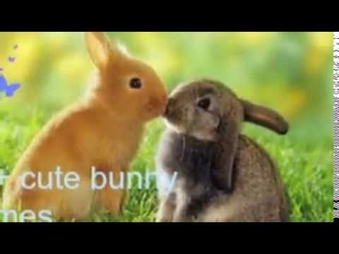 60+ Cute Bunny Names